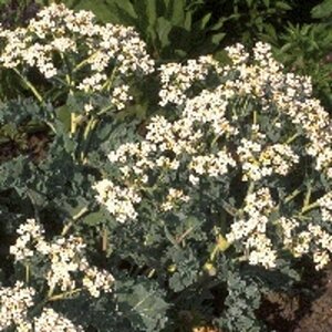 Crambe maritima P9 - afbeelding 2