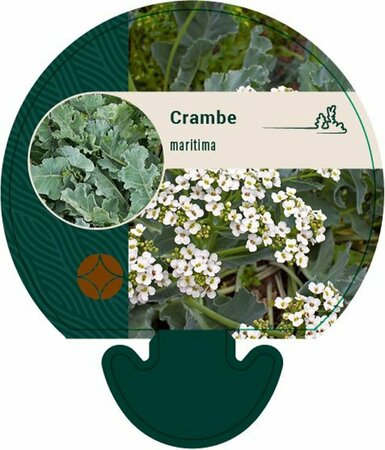 Crambe maritima P9 - afbeelding 1
