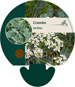 Crambe maritima P9