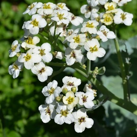 Crambe maritima P9 - afbeelding 3