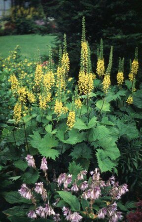 Ligularia przewalskii C2 - afbeelding 2