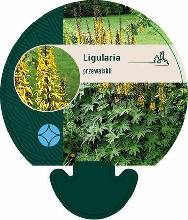 Ligularia przewalskii C2 - afbeelding 4
