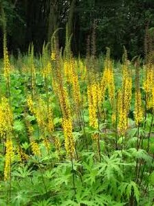Ligularia przewalskii C2 - afbeelding 3