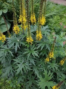 Ligularia przewalskii C2 - afbeelding 5