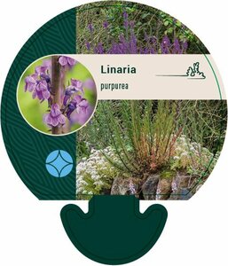 Linaria purpurea P9 - afbeelding 3