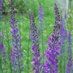 Linaria purpurea P9 - afbeelding 2