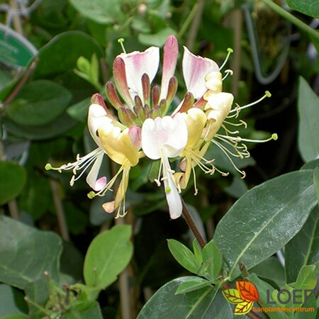 Lonicera japonica 'Hall's Prolific'