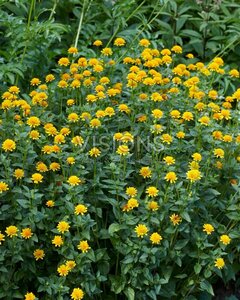 Heliopsis h. 'Asahi' P9