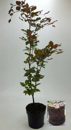 Fagus sylvatica 'Atropunicea' 12-14 C. - afbeelding 11
