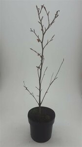 Fagus sylvatica 'Atropunicea' 12-14 C. - afbeelding 5