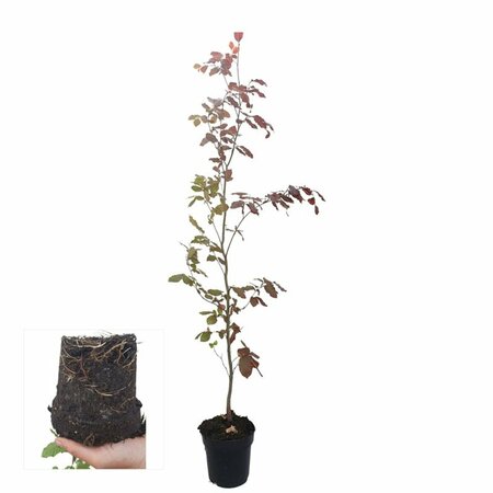 Fagus sylvatica 'Atropunicea' 12-14 C. - afbeelding 9