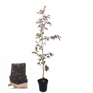 Fagus sylvatica 'Atropunicea' 12-14 C. - afbeelding 9