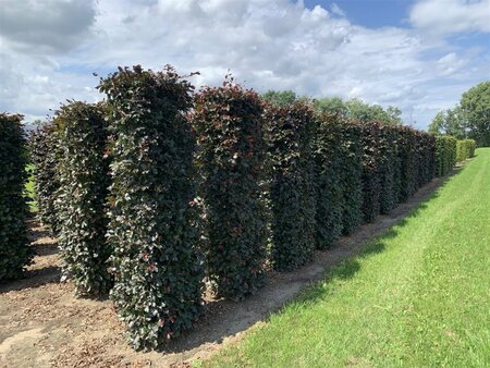 Fagus sylvatica 'Atropunicea' 12-14 C. - afbeelding 11