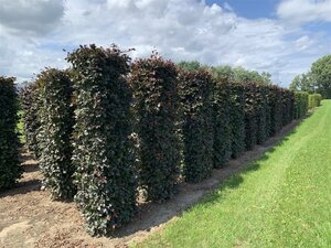 Fagus sylvatica 'Atropunicea' 12-14 C. - afbeelding 11