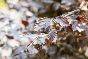 Fagus sylvatica 'Atropunicea' 12-14 C. - afbeelding 3