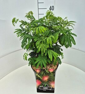 Albizia julibrissin 12-14 C. - afbeelding 2