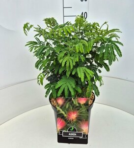 Albizia julibrissin 12-14 C. - afbeelding 4