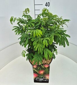 Albizia julibrissin 12-14 C. - afbeelding 3
