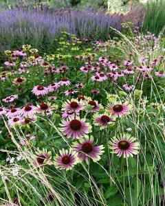 Echinacea purpurea 'Green Twister' P9
