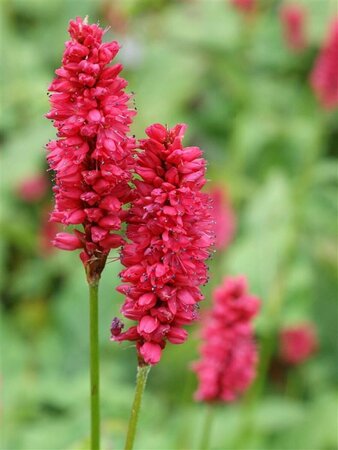 Persicaria 'Delgado Macho' P9 - afbeelding 1