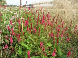 Persicaria 'Delgado Macho' P9 - afbeelding 2
