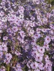Aster cordifolius 'Blue Heaven' P9