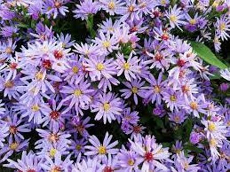 Aster cordifolius 'Blue Heaven' P9 - afbeelding 2