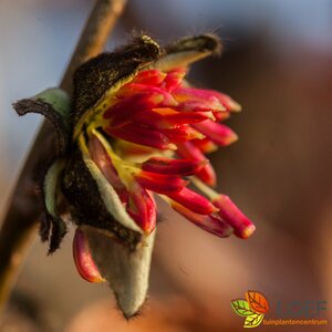 Parrotia persica 200/225 C.