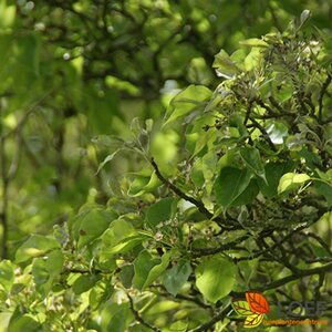 Pyrus calleryana 'Chanticleer' 275/300 C. Solitair