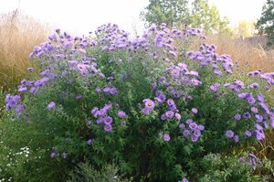 Aster n.-a. 'Barr's Blue' P9 - afbeelding 2
