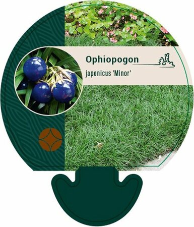 Ophiopogon japonicus 'Minor' P9 - afbeelding 2