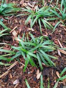Ophiopogon japonicus 'Minor' P9 - afbeelding 3