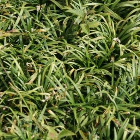 Ophiopogon japonicus 'Minor' P9 - afbeelding 1