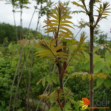 Rhus typhina