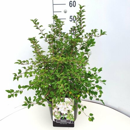 Prunus incisa 'Kojou-no-mai'