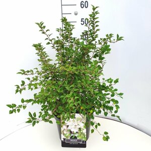 Prunus incisa 'Kojou-no-mai'