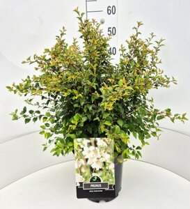 Prunus incisa 'Kojou-no-mai' 60/80 C.