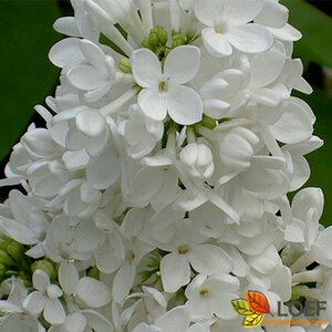 Syringa vulgaris 'Mme Lemoine' 60/80 C.