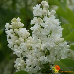 Syringa vulgaris 'Mme Lemoine' 60/80 C. - afbeelding 2