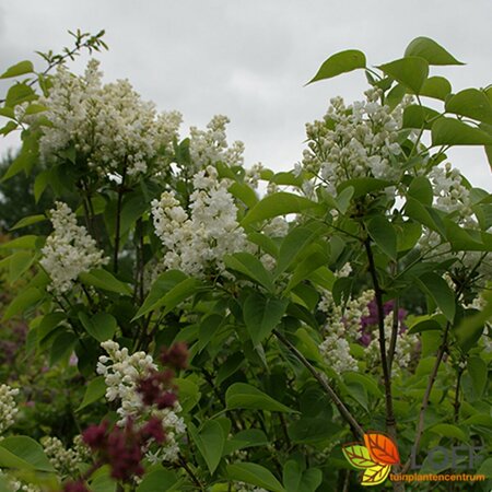 Syringa vulgaris 'Mme Lemoine' 60/80 C. - afbeelding 3