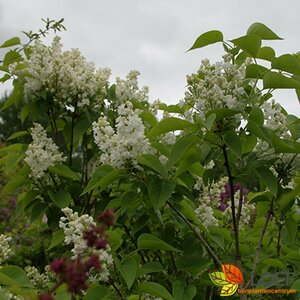 Syringa vulgaris 'Mme Lemoine' 60/80 C. - afbeelding 3