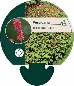 Persicaria a. 'JS Calor' P9 - afbeelding 5