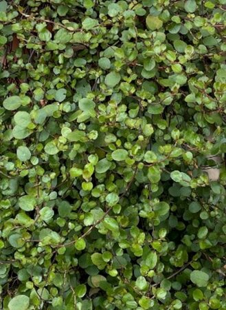 Muehlenbeckia complexa P9 - afbeelding 2