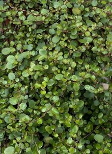 Muehlenbeckia complexa P9 - afbeelding 2