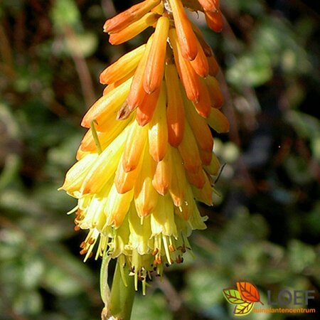 Kniphofia 'Royal Castle' P11 - afbeelding 2