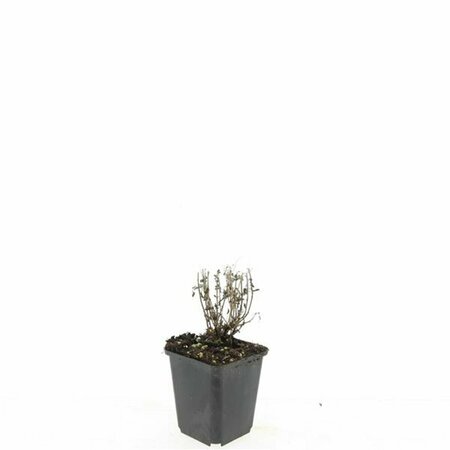 Nepeta faassenii 'Six Hills Giant' P11 - afbeelding 4