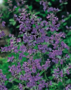 Nepeta faassenii 'Six Hills Giant' P11 - afbeelding 7