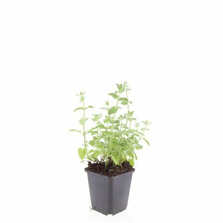 Nepeta faassenii 'Six Hills Giant' P11 - afbeelding 6