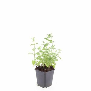 Nepeta faassenii 'Six Hills Giant' P11 - afbeelding 6