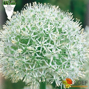 Allium 'Mount Everest' P9